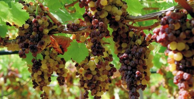 vine social media marketing 